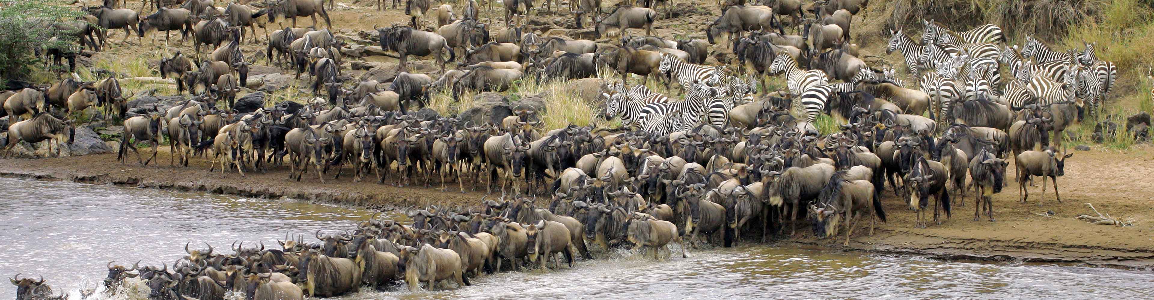 Kenya Masai Mara Zebra Buffalo