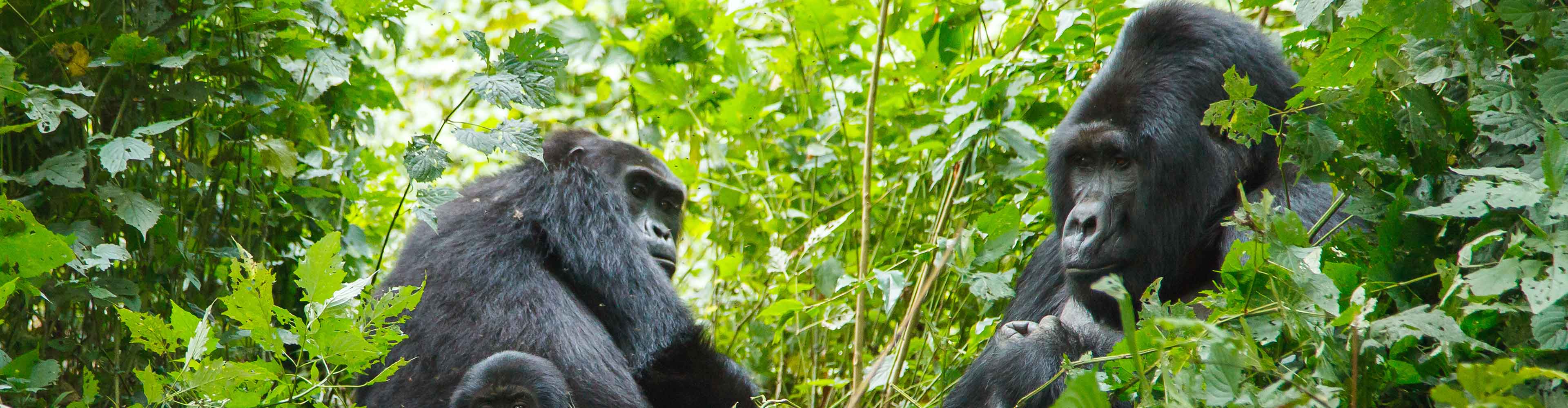 Gorilla Mountain silverbacks Africa Rwanda