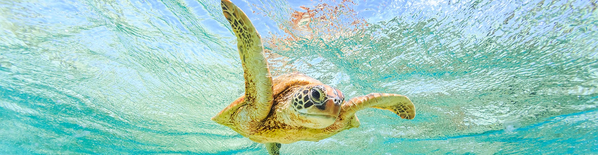 Green Sea Turtle swimming in bright blue coastal waters