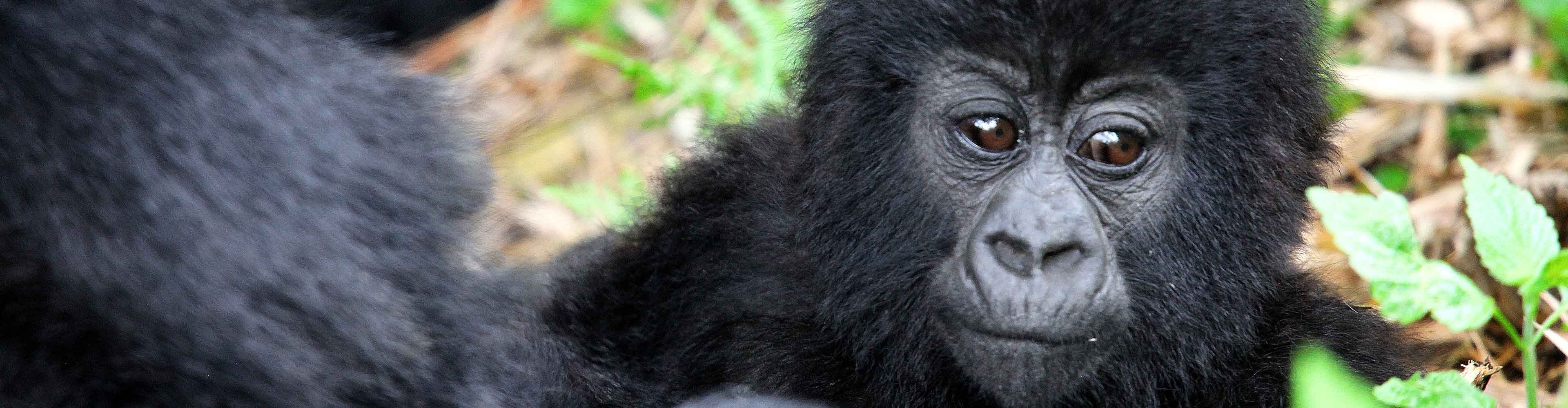 Uganda Gorilla baby