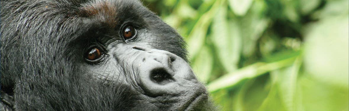Close up of a Gorilla, Rwanda