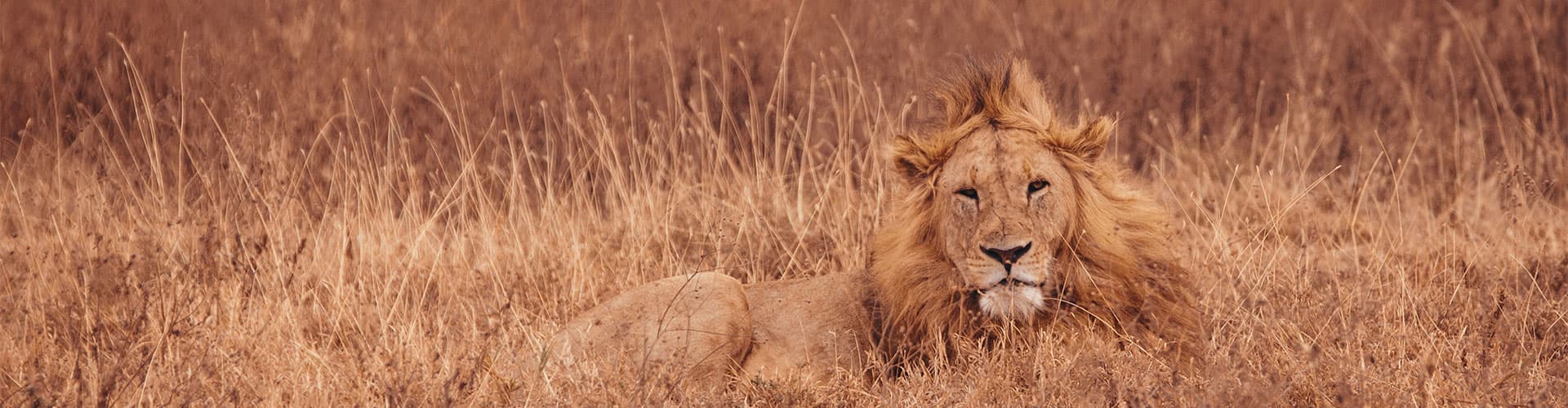 A maned lion lounging in the Serengeti