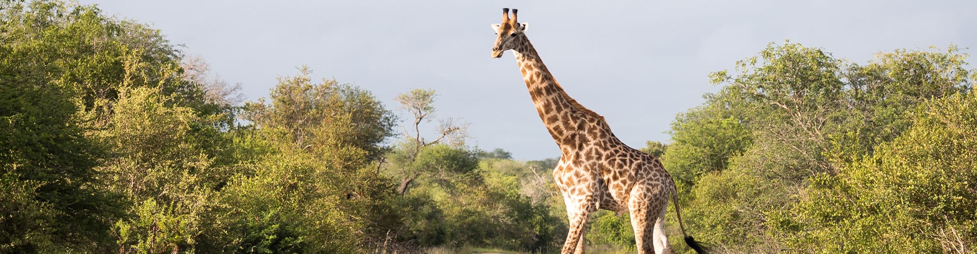 Giraffe crossing road in Kruger NP, Zimbabwe