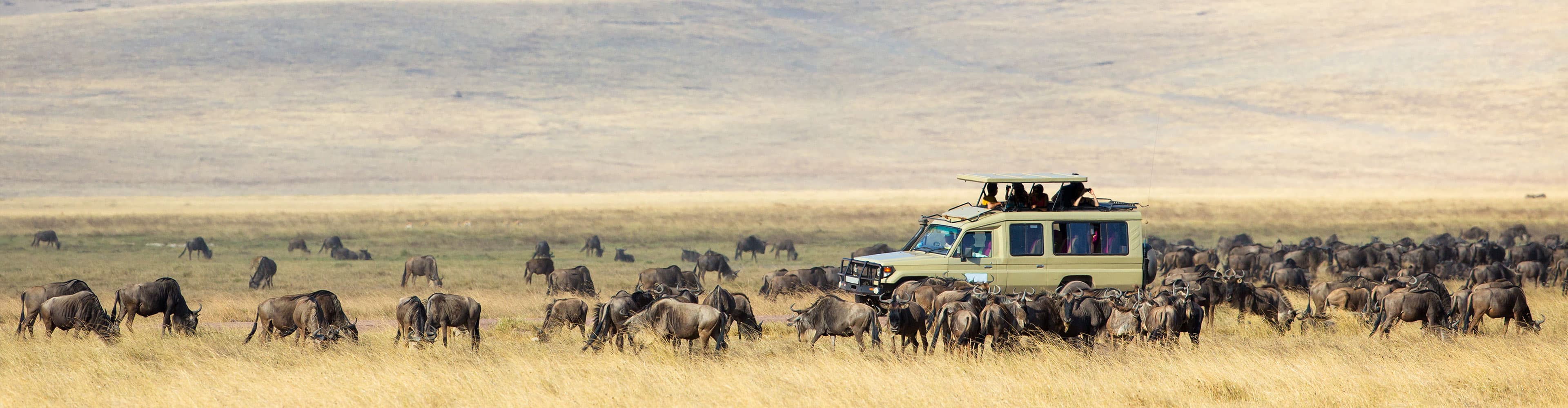 Serengeti game drive