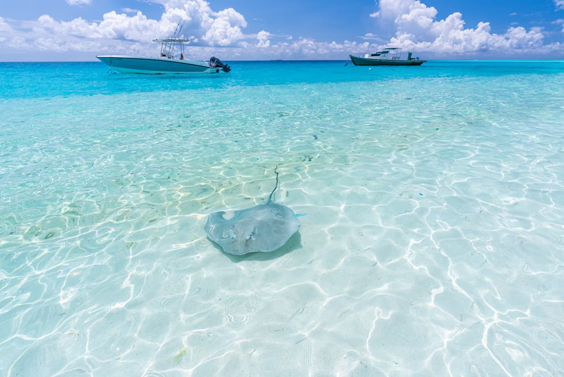 A stingray swims by in the shallow waters of Fulidhoo Island beach with small boats are anchored offshore