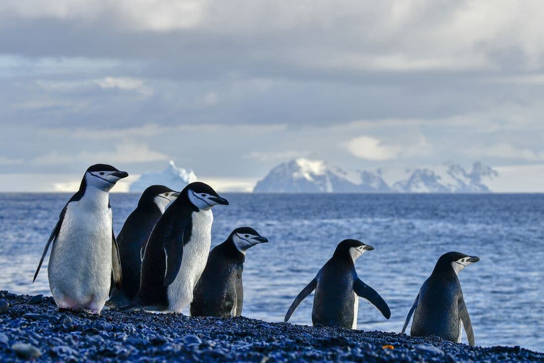 Chinstrap penguins on the shore of Deception island