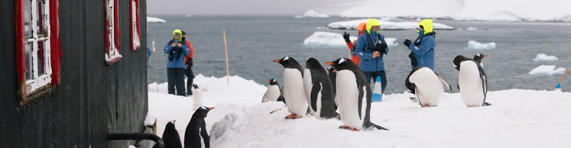 Intrepid Travel Antartica travellers and penguins