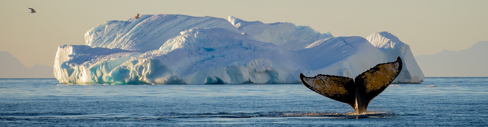 Whale watching in Antarctica