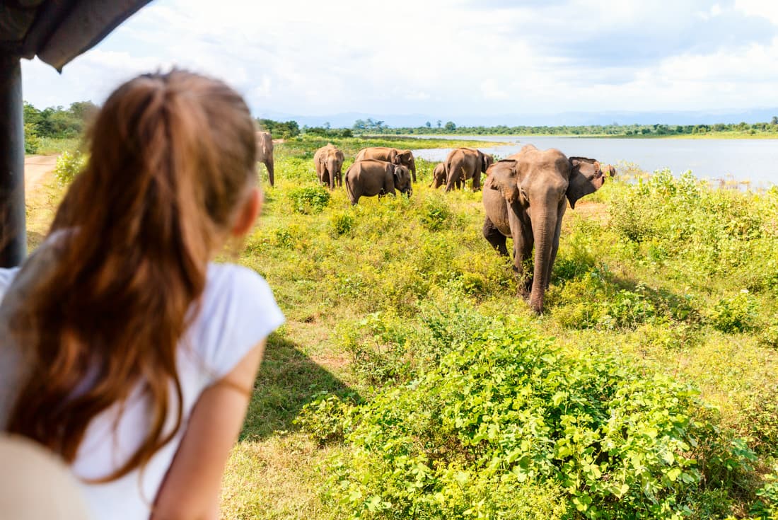 A young girl watches elephants on safari in Minneriya National Park