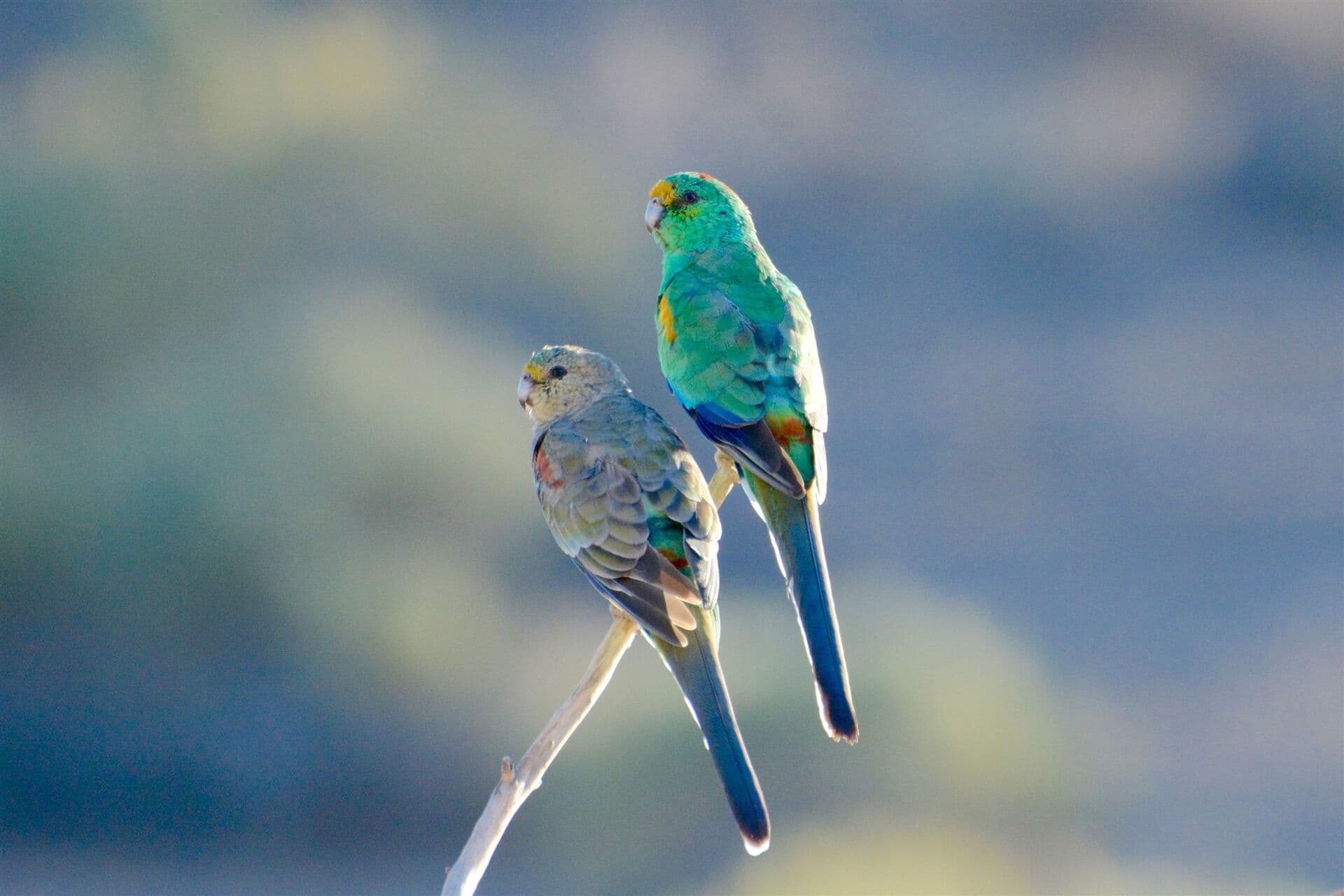 A pair of Mulga parrots in Ikara-Flinders Ranges National Park