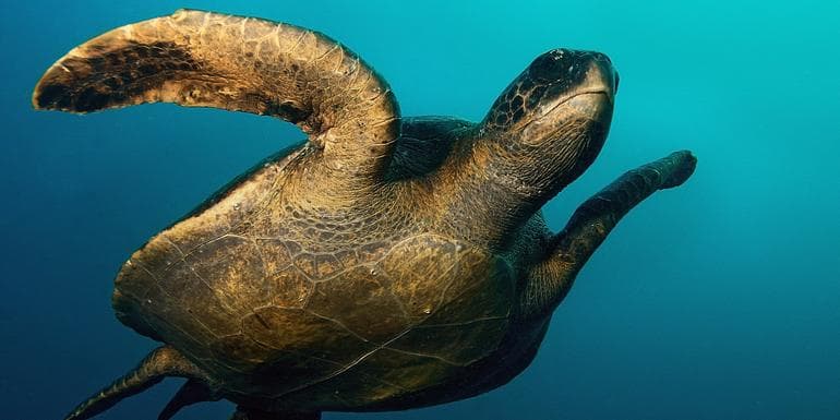 Galápagos — Central Islands aboard the Xavier III image