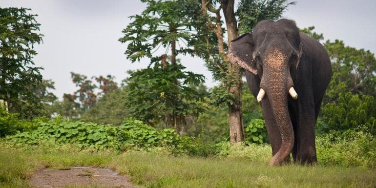 Tigers, Temples & Wildlife Adventure image