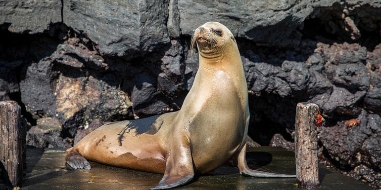Galápagos — East, Central, & West Islands aboard the Eden image