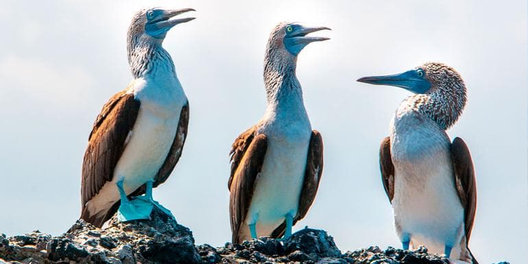 Galapagos - West and Central Islands aboard the Integrity (Cruise Only) image