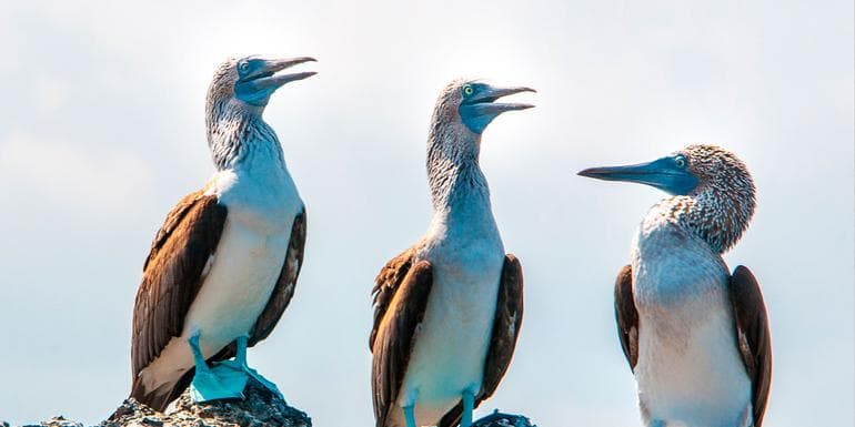 Galápagos – West and Central Islands aboard the Reina Silvia Voyager (Cruise Only) image