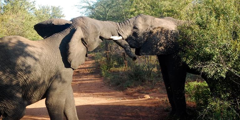 South Africa Overland: Sea Cliffs & Safari Drives image