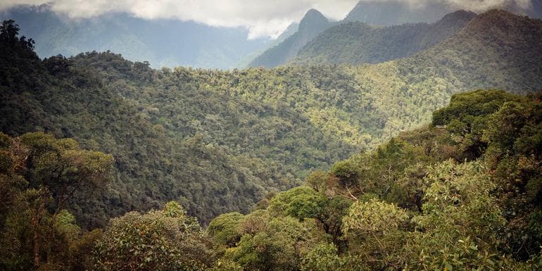 Cloud Forest Experience image