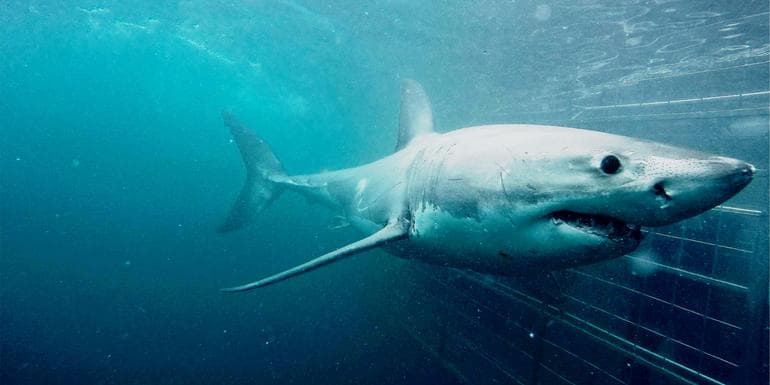 Cape Town Day Tour: Shark Cage Diving (full day) image
