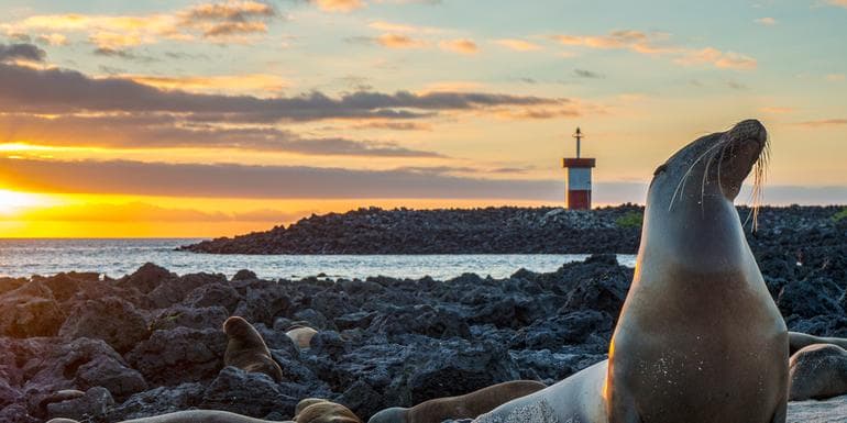 Galápagos – Central and East Islands aboard the Reina Silvia Voyager (Cruise Only) image