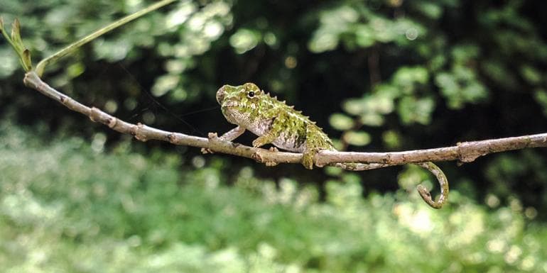 Highlights of Madagascar image