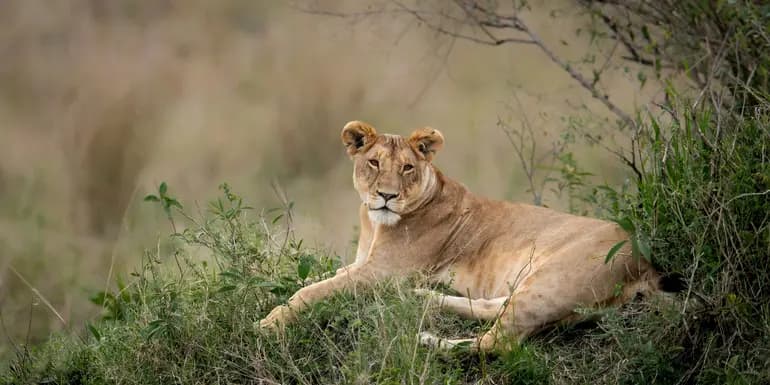 Signature: South Africa's Kruger National Park image