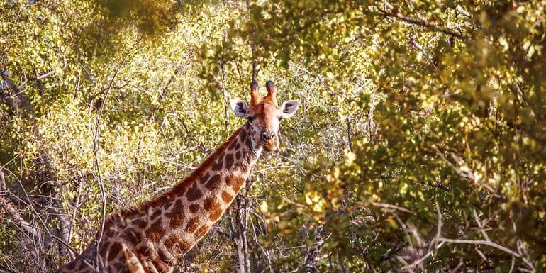 South Africa & Zimbabwe Discovery: Kruger to Victoria Falls image