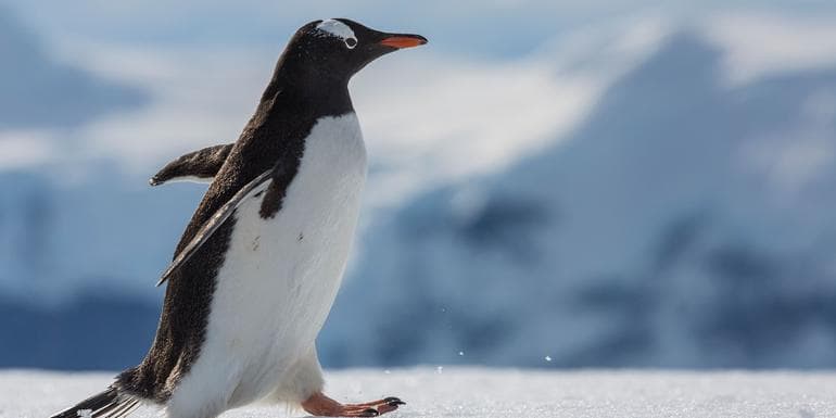 Falklands, South Georgia & Antarctica image