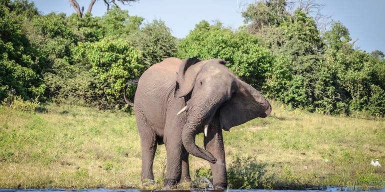 Zimbabwe and Botswana: Chobe, Hwange & the Wildlife of Victoria Falls image