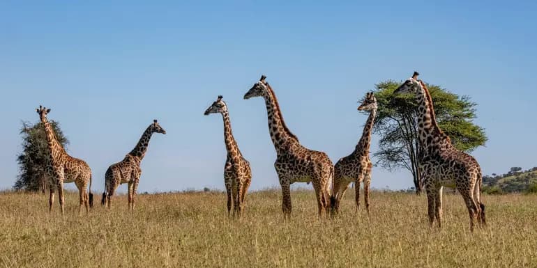 Tanzania & Zanzibar: The Serengeti, Ngorongoro Crater & Island Shores image
