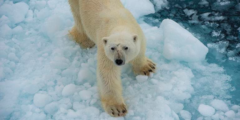 Canadian Polar Bear Experience image