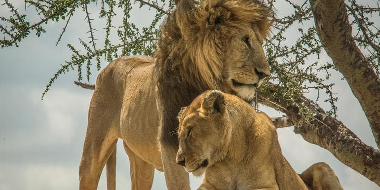 Wildlife Parks of Tanzania image