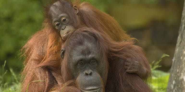 Best of Borneo image