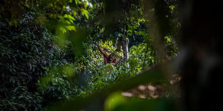 Upgraded Borneo Adventure image