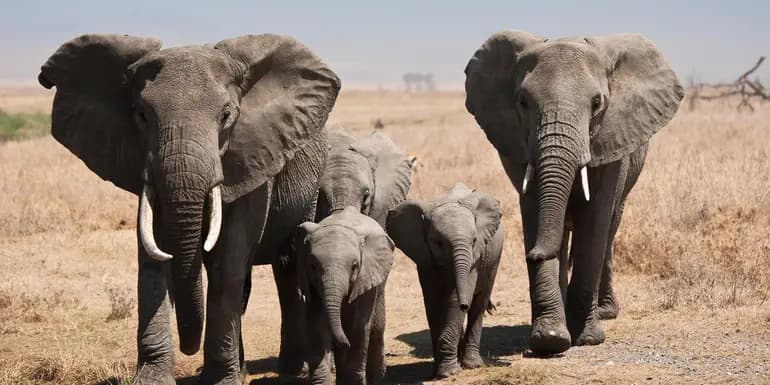 Tanzania: Kilimanjaro, the Serengeti & Zanzibar image