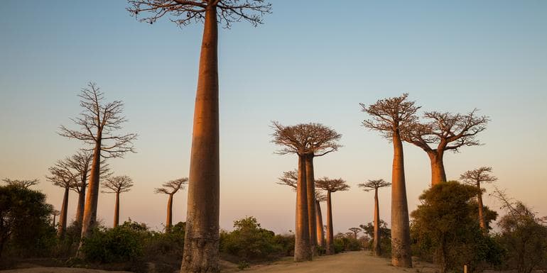 Madagascar - Baobab & Tsingy Explorer image