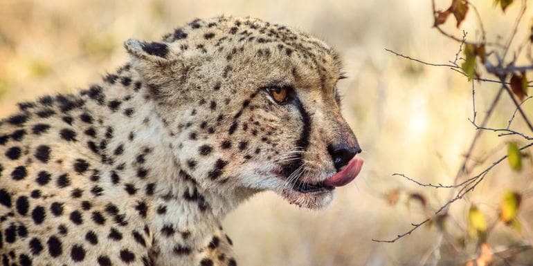 Best of South Africa image
