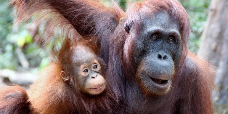 Indonesia: Borneo Orangutans of Tanjung Puting National Park image