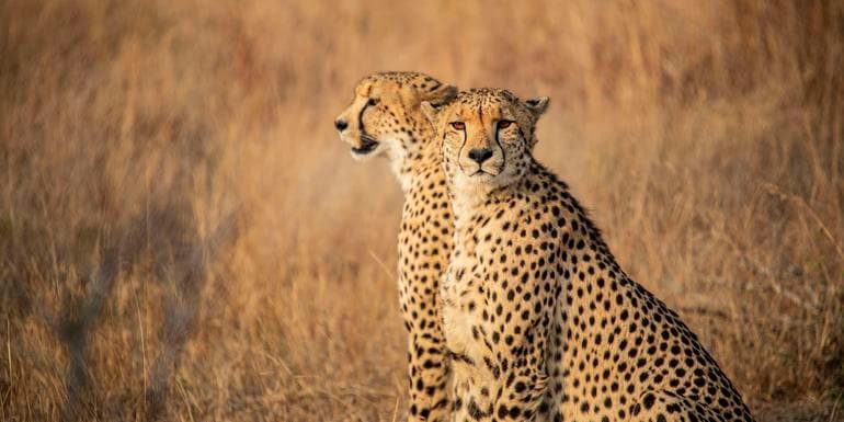South Africa: Kruger, Cape Town & Stellenbosch Vineyards image