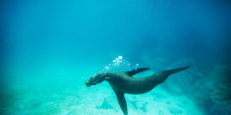 Upgraded Land Galapagos, Land-Only image