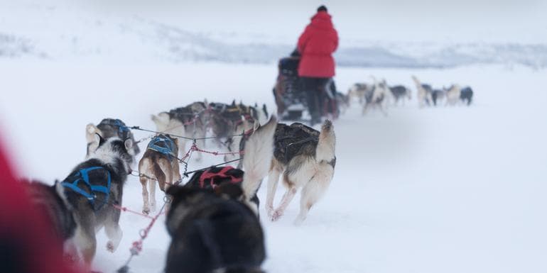Lapland Active Adventure image