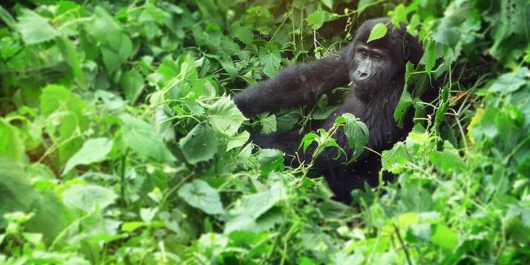 Rwanda and Uganda Gorilla & Chimp Adventure image