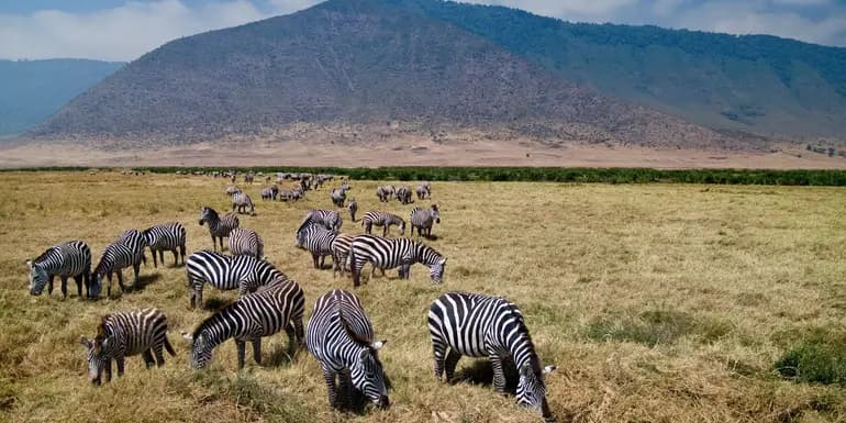Tanzania: The Serengeti, Ngorongoro Crater & Local Flavours image