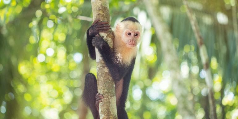 Costa Rica Family Experience image