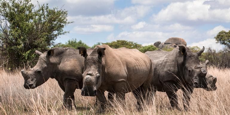 Journeys: The Great Southern Africa Safari image