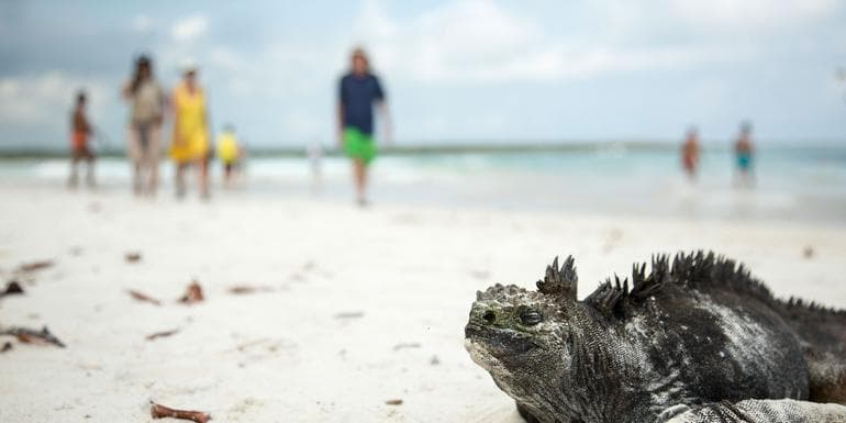 Solo-ish Galápagos image