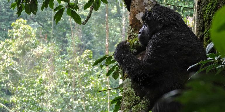 Kenya & Uganda Gorilla Overland: Forests & Wildlife Spotting image