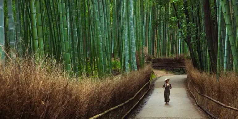 Solo-ish Japan image
