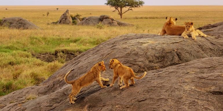 East Africa Overland: Serengeti & Safari Drives image