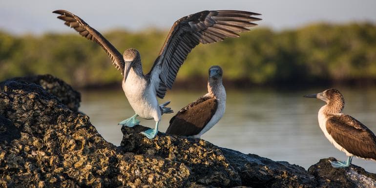 Galápagos Express Adventure: Wilderness & Wildlife image