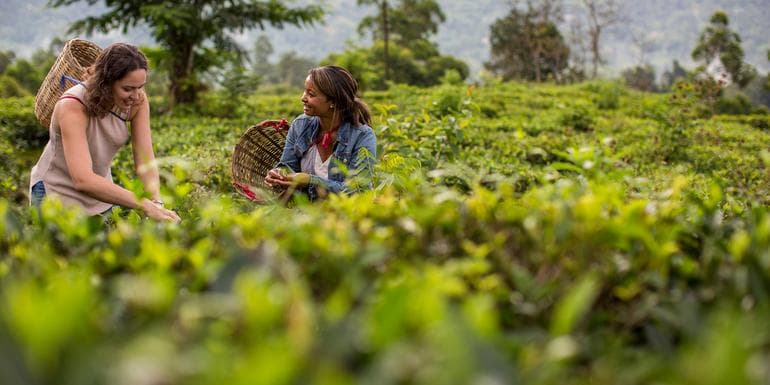 India to Sri Lanka: The Pink City & Spice Gardens image